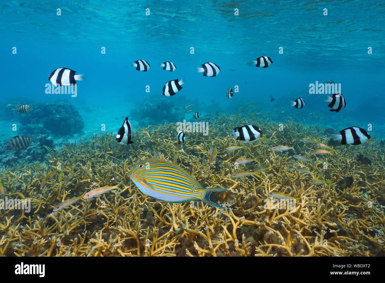 Tropische Fische und Korallen Riff in die Lagune der Insel Huahine, Französisch Polynesien, South Pacific Ocean, Ozeanien Stockfoto