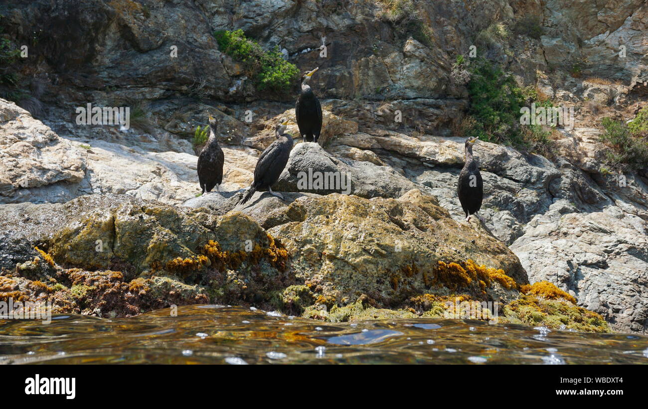 Kormoran Vögel auf einem felsigen Küste, Mittelmeer, Spanien, Costa Brava, Katalonien Stockfoto