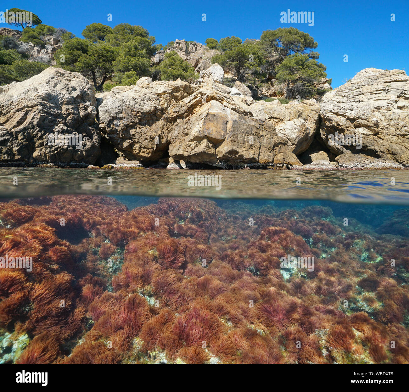 Mittelmeer, felsige Küste mit roten Algen Unterwasser, geteilte Ansicht oberhalb und unterhalb der Wasseroberfläche, Spanien, Costa Brava, Cap de Creus, Katalonien Stockfoto