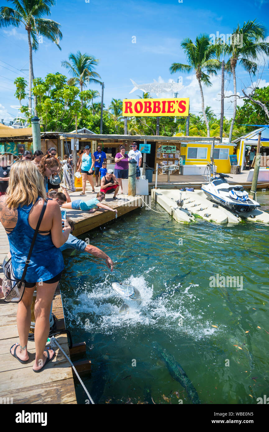 ISLAMORADA, Florida, USA - SEPTEMBER, 2018: Touristen sammeln Auf einem Angeln Dock tarpon Fischen in einem beliebten Straßenrand Marina in den Florida Keys zu füttern. Stockfoto