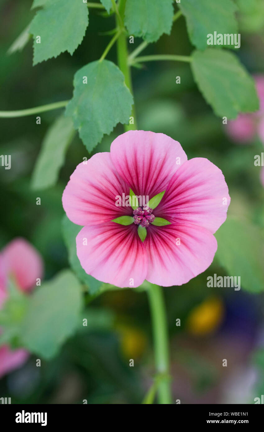 Malope trifida Blume. Stockfoto