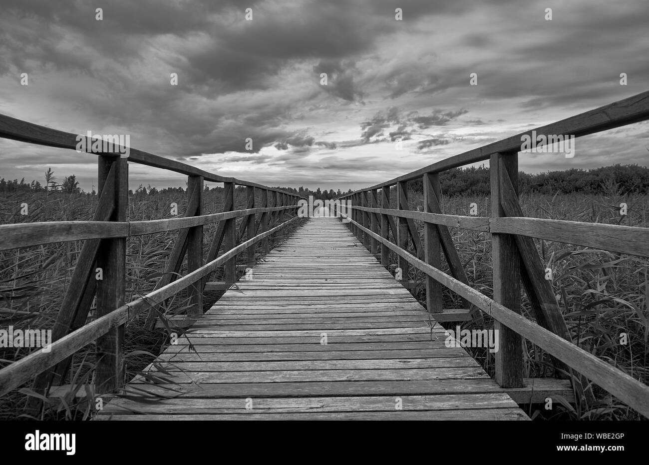 Schwarz-Weiß-Bild eines Holzweges am Welterbe Federsee in Bad Buchau, Deutschland Stockfoto