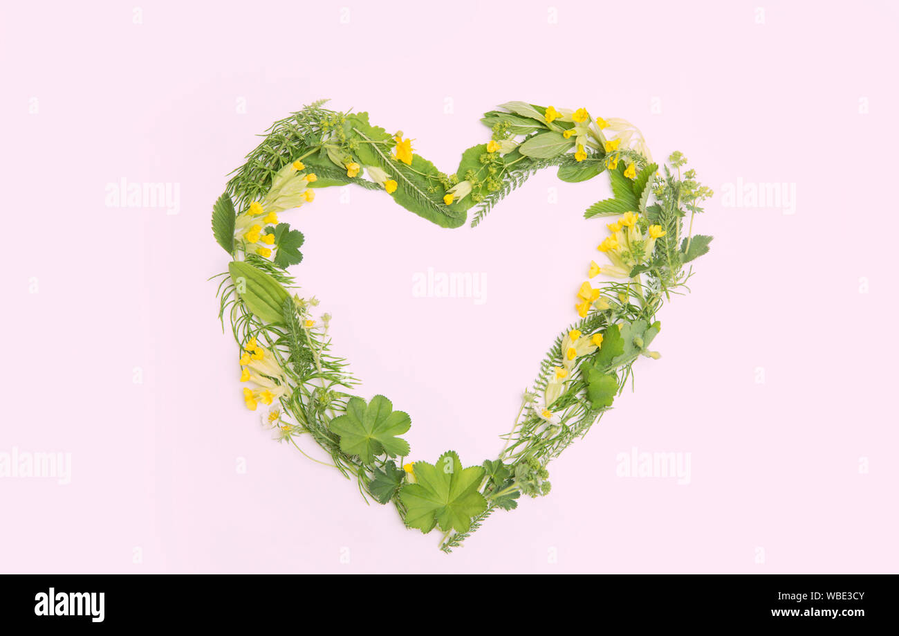 Liebe Herz aus verschiedenen echten frische Kräuter Heilpflanzen (Frauenmantel, Primula Veris, Equisetum arvense, Achillea Millefolium) Flach, isolat Stockfoto