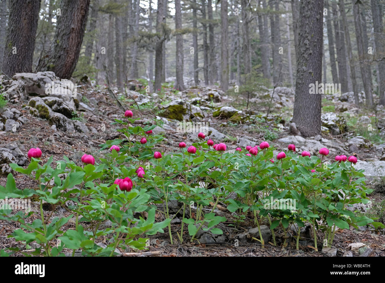 Zedernwald in Antalya sieht besser aus mit Pfingstrose Blüten Stockfoto