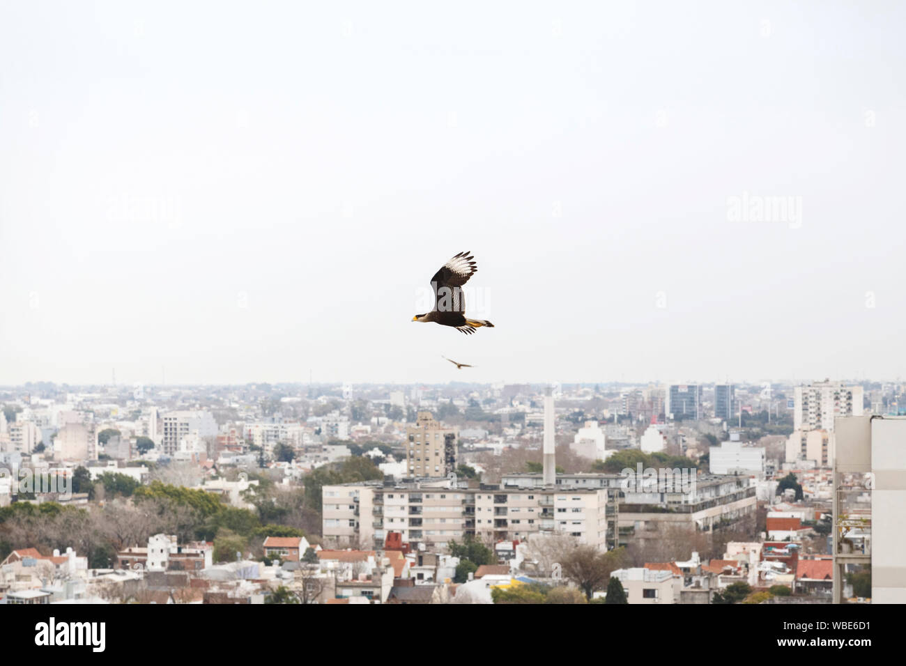 Flying Karakara plancus über Gebäude in Buenos Aires, Argentinien. Stockfoto