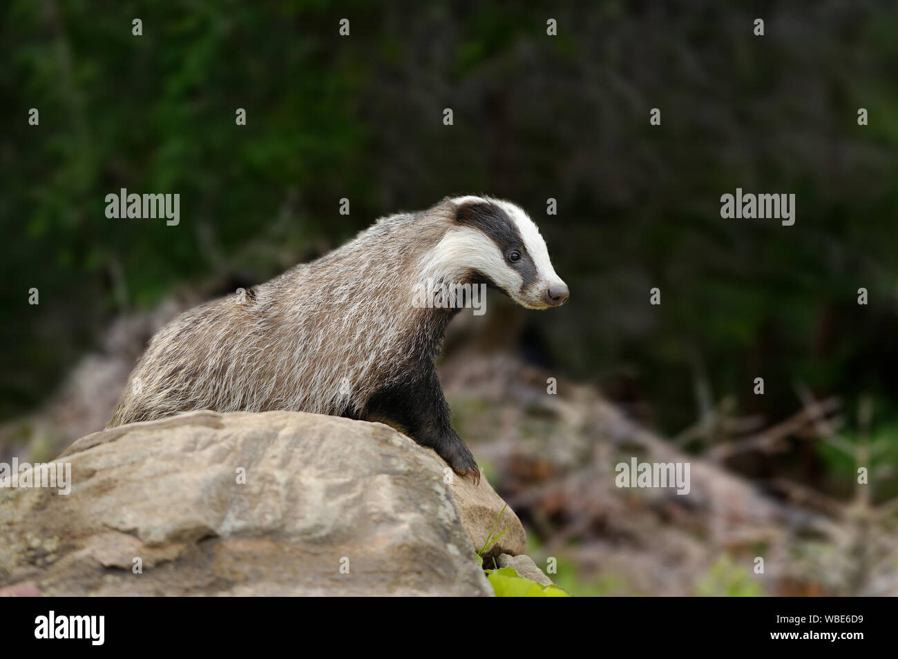 Dachs in der Nähe seiner Höhle im Wald Stockfoto