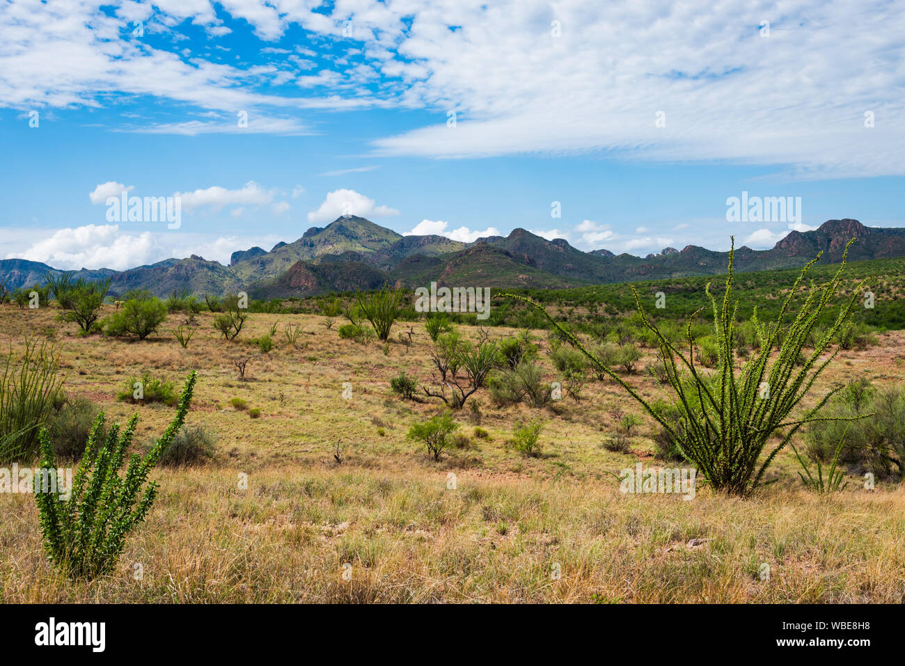 Landschaft mit ocotillos, Wolken und Berge an Coronado National Forest in der Nähe von Amado, Arizona. Stockfoto