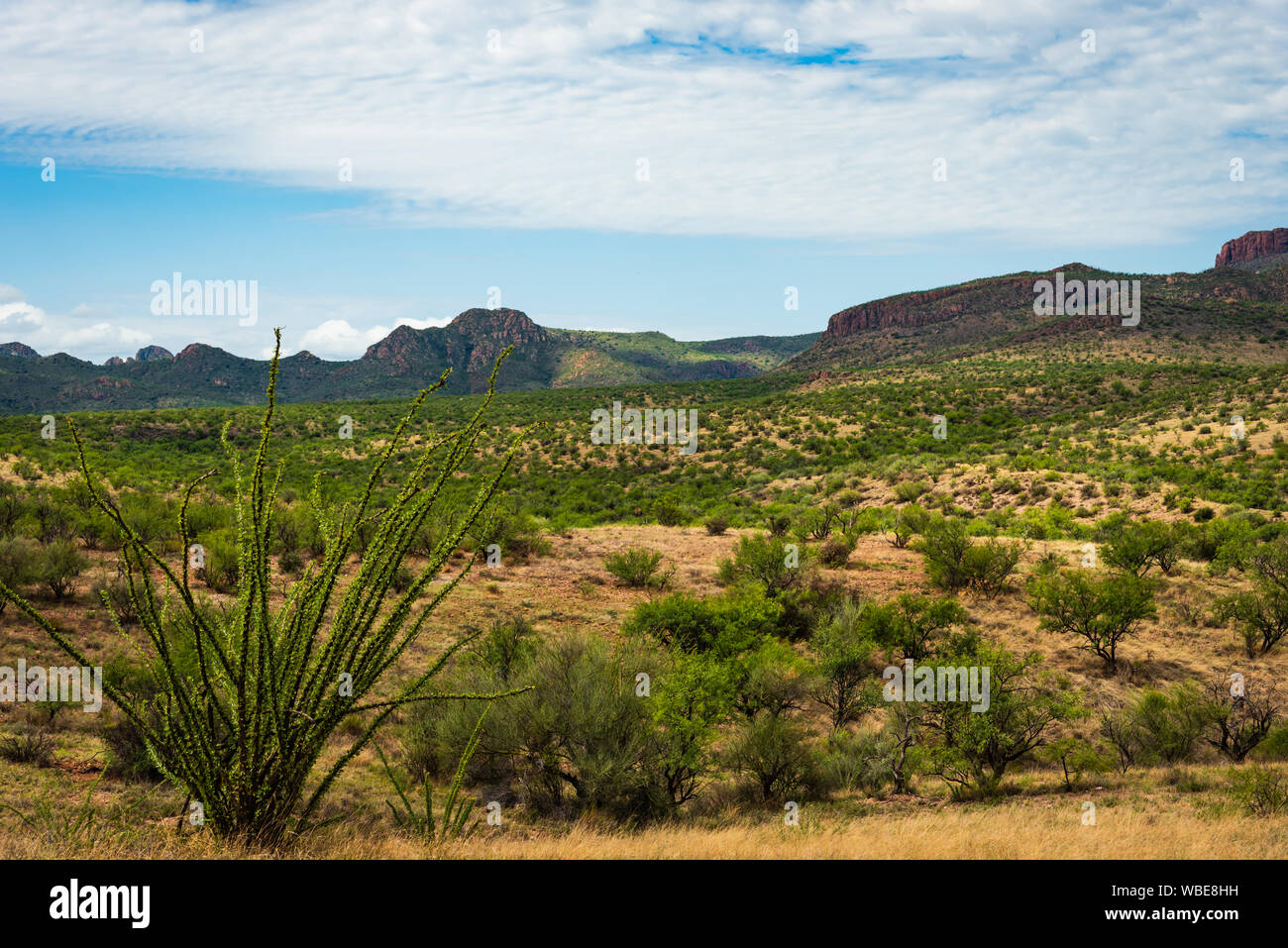 Bewölkt Landschaft mit Ocotillo und Berge an Coronado National Forest in der Nähe von Amado, Arizona. Stockfoto