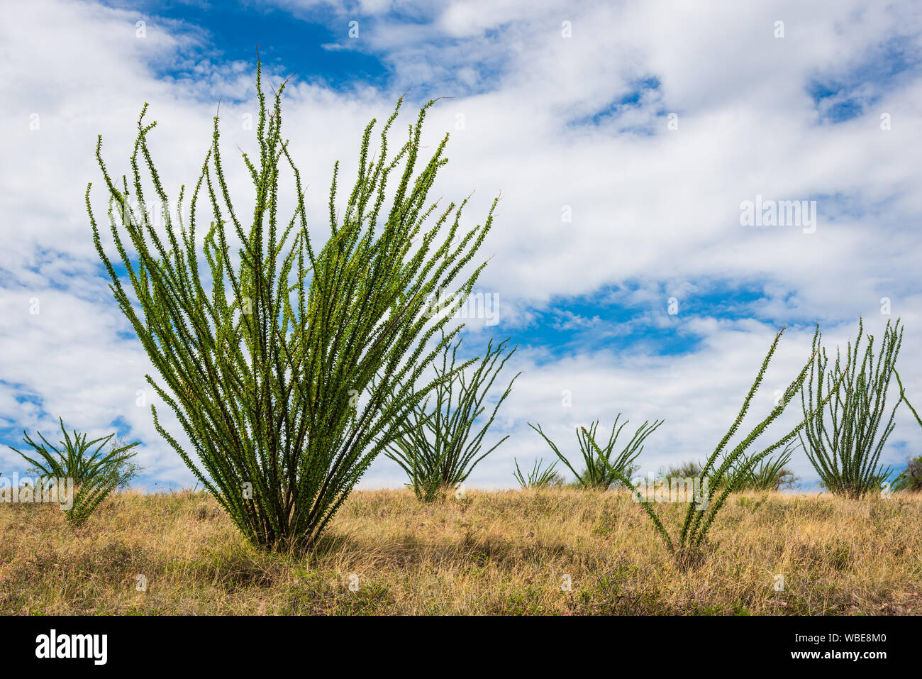 Eine Reihe von ocotillos an Coronado National Forest in der Nähe von Amado, Arizona. Stockfoto