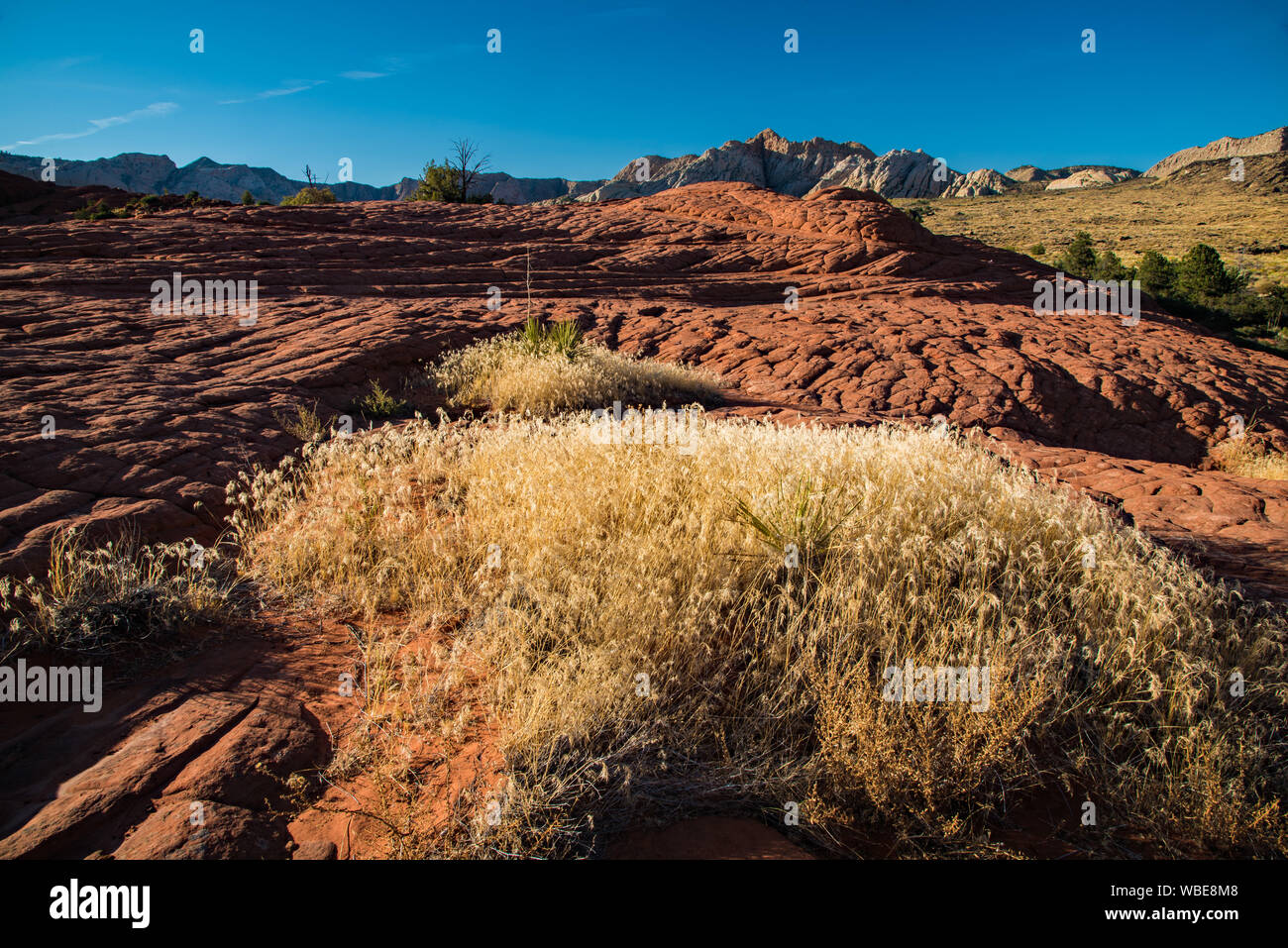 Golden Gras in der späten Nachmittagssonne wächst inmitten von versteinerten Sanddünen. Diese alten Dünen sind in Snow Canyon State Park, UT gefunden. Stockfoto