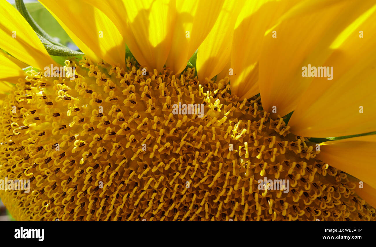 Nahaufnahme eines großen Sonnenblumen in Saatgut Stockfoto