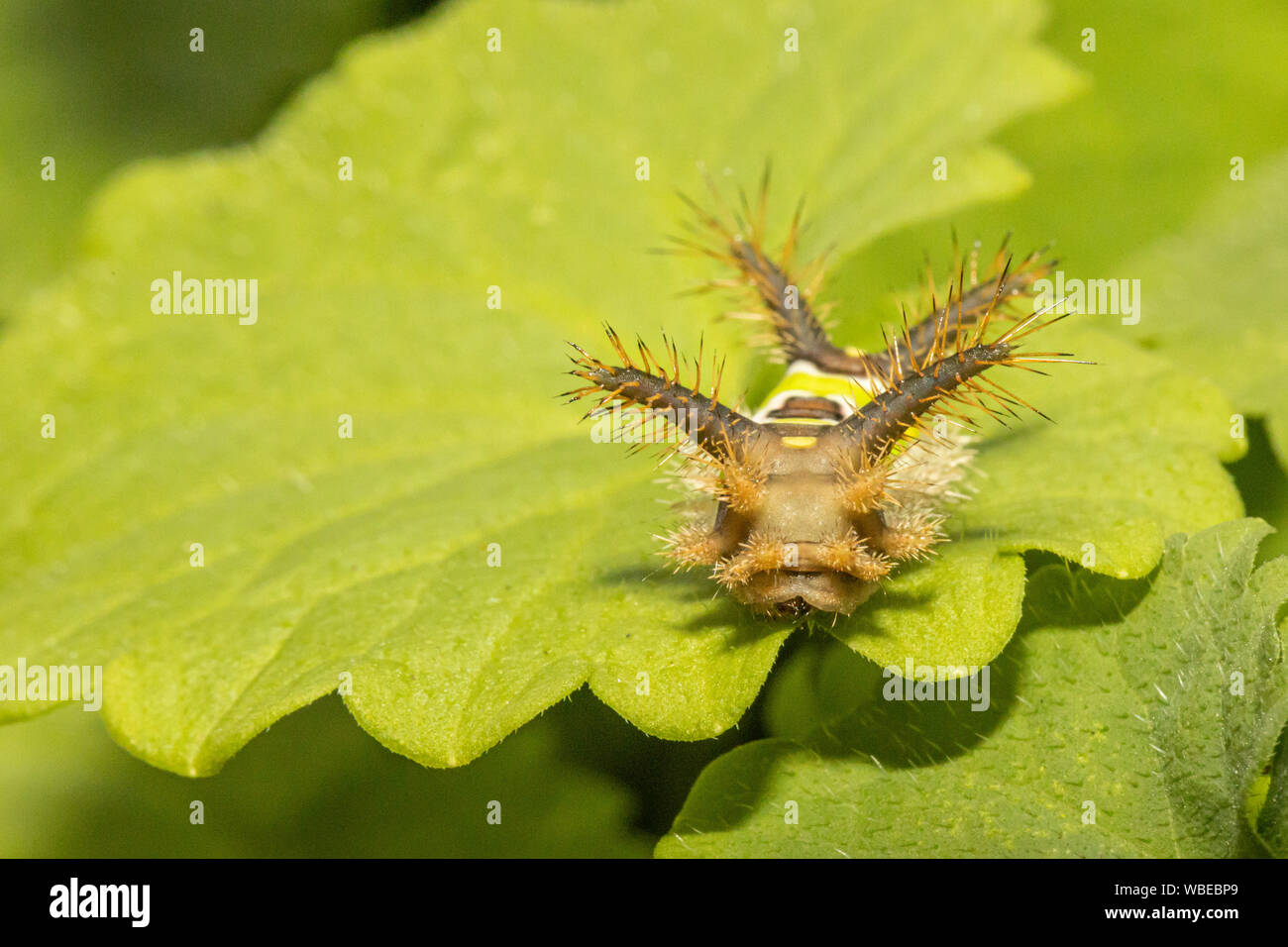 Feurige saddleback Acharia stimulea Caterpillar Stockfoto