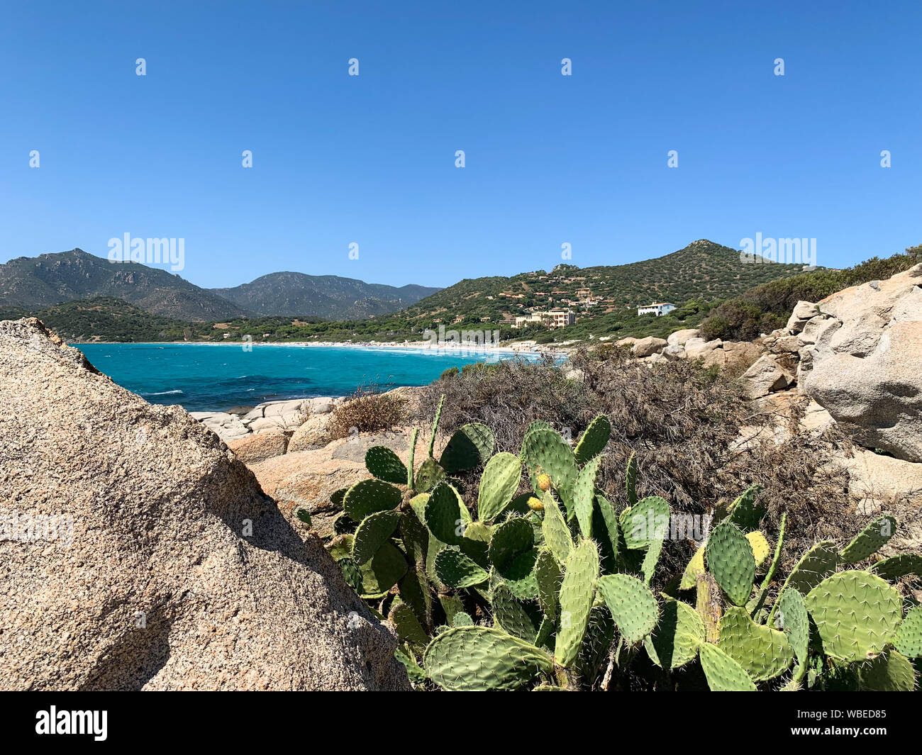 Spontane Kaktus Pflanze im mediterranen Klima des südlichen Italien. Stockfoto