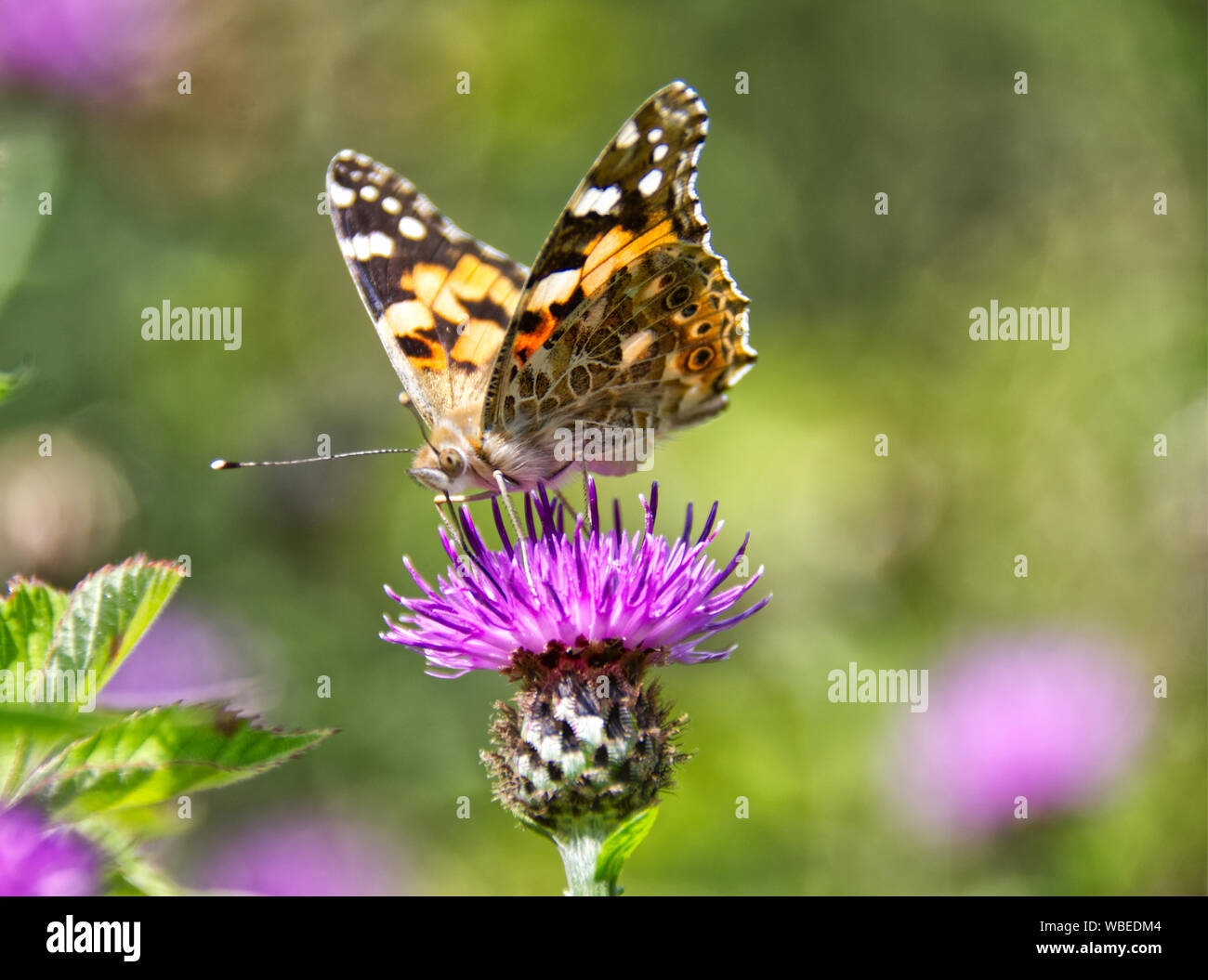 Distelfalter Schmetterling Stockfoto