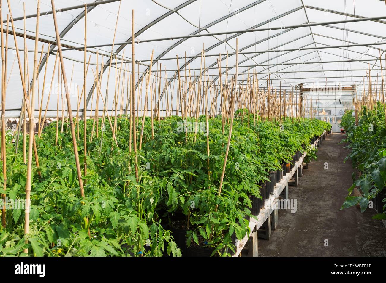 Tomaten (Lycopersicon esculentum), Pflanzen gewachsen organisch im Gewächshaus, Provinz Quebec, Kanada Stockfoto