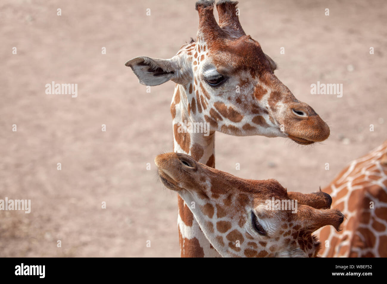 Zwei süße Giraffen zusammen Stockfoto