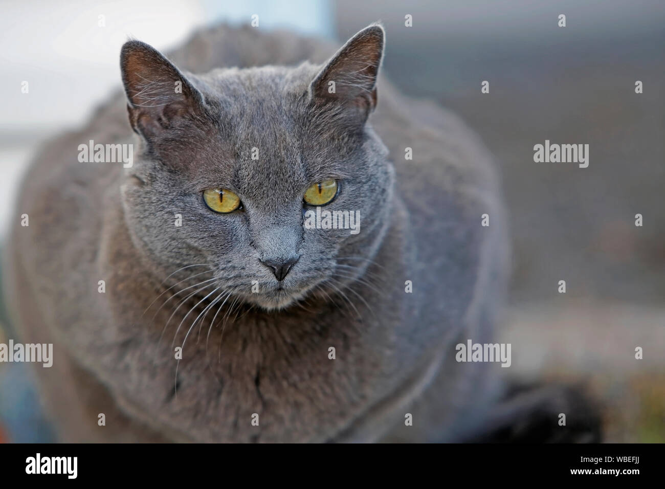 Close up Portrait von Russisch Blau Katze mit schönen gelben Augen. Stockfoto