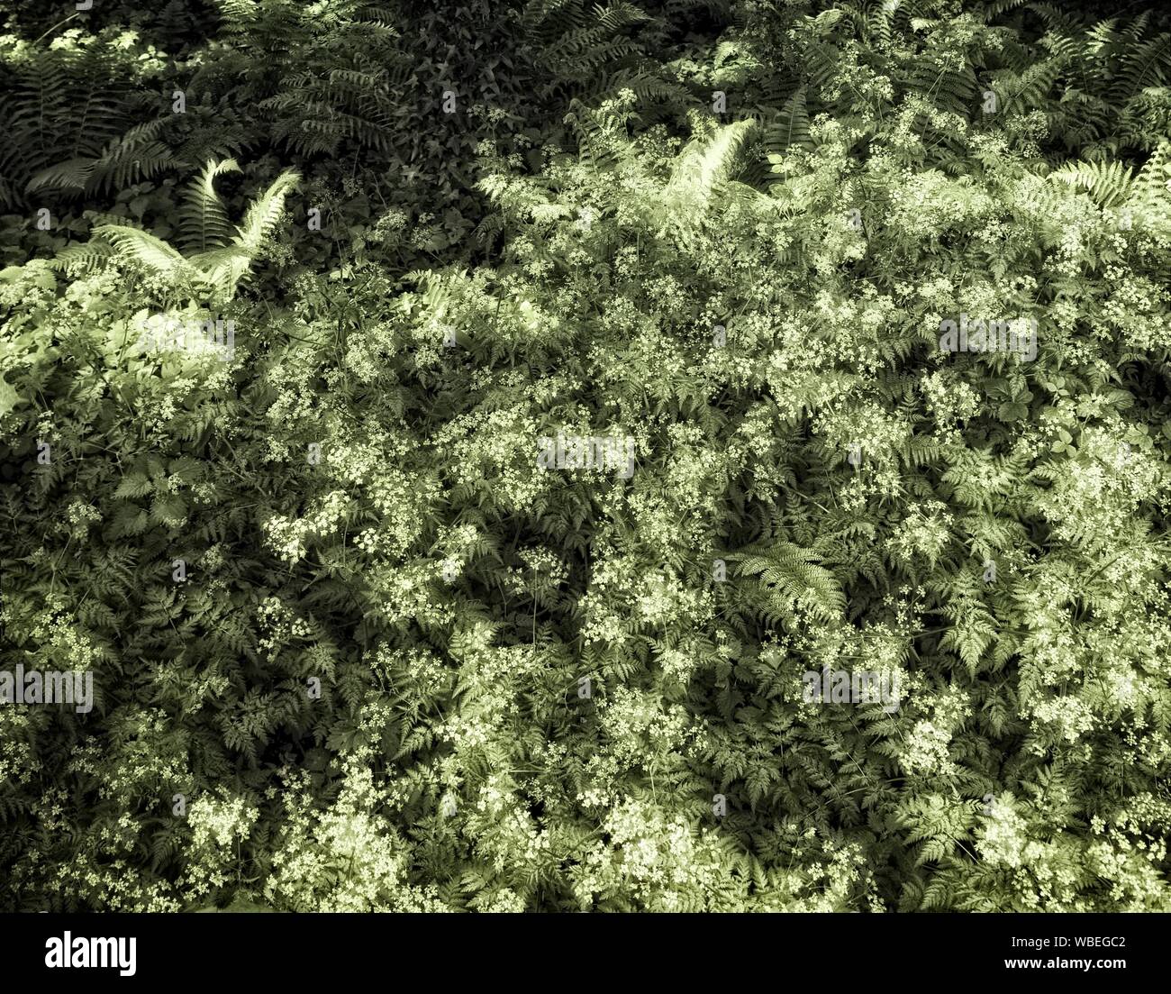 Wald grün am Rande des Castlearchdale Wald, Lower Lough Erne, County Fermanagh, Nordirland. Sommer Stockfoto
