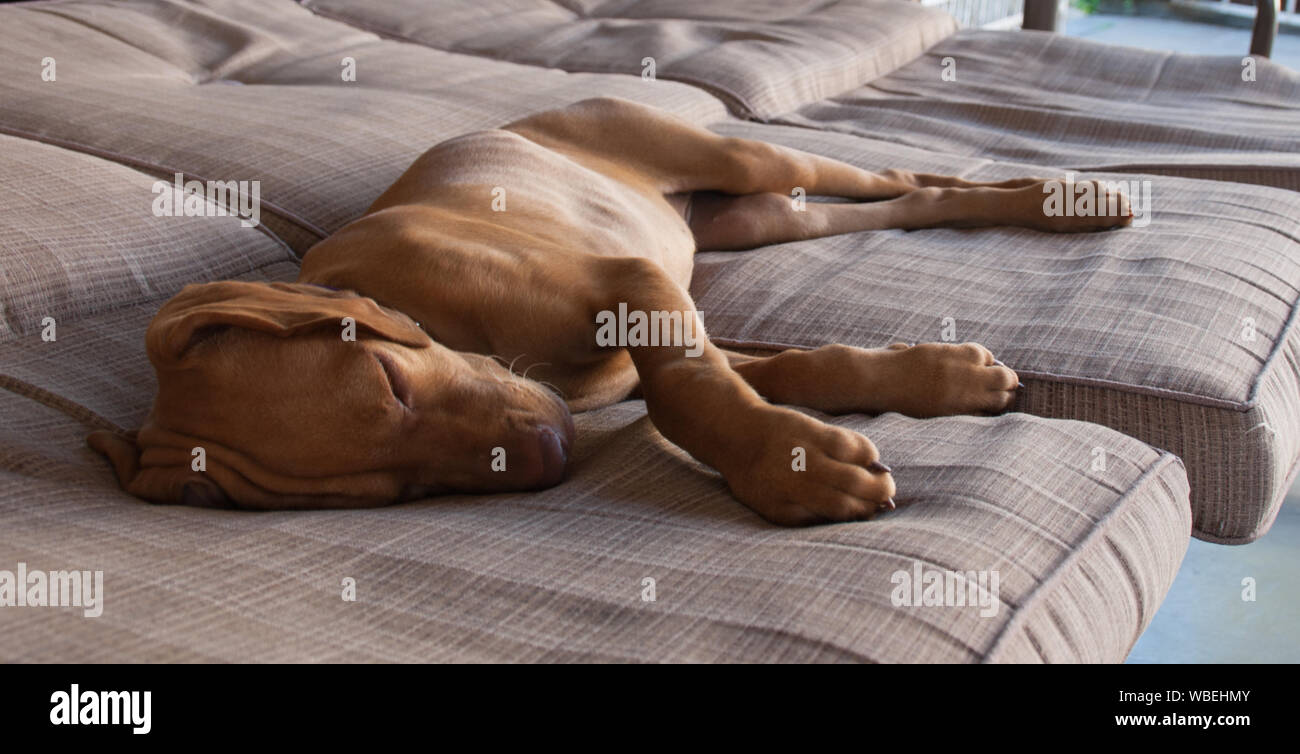 Eine kleine braune Welpen Ungarisch oder Magyar Vizsla und seine Nase, Ohren und Maul bequem schlafen und entspannen in einem braunen Couch Stockfoto
