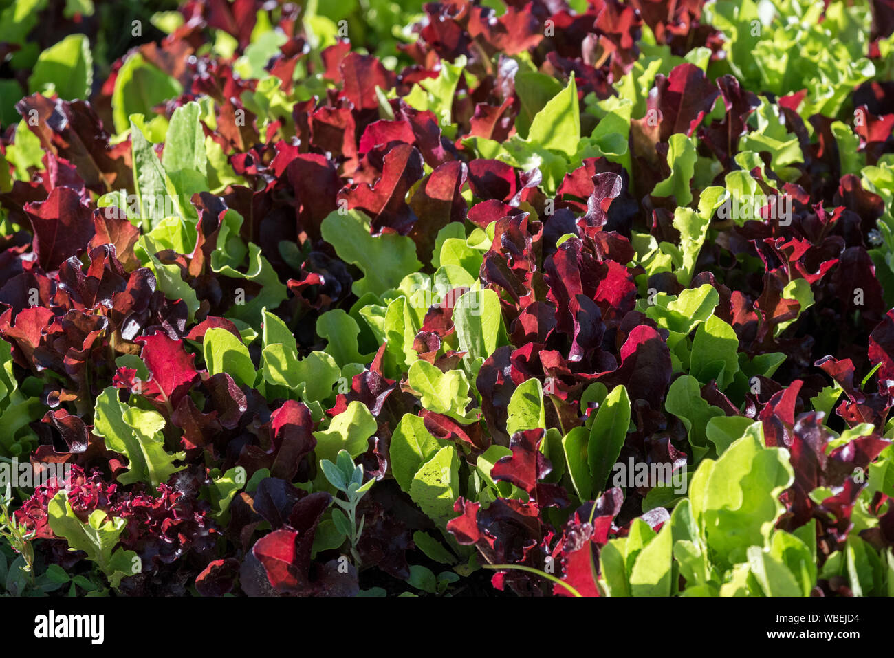 Mesclun mix Salat im Garten Der minam River Lodge wächst in Oregon Wallowa Mountains. Stockfoto