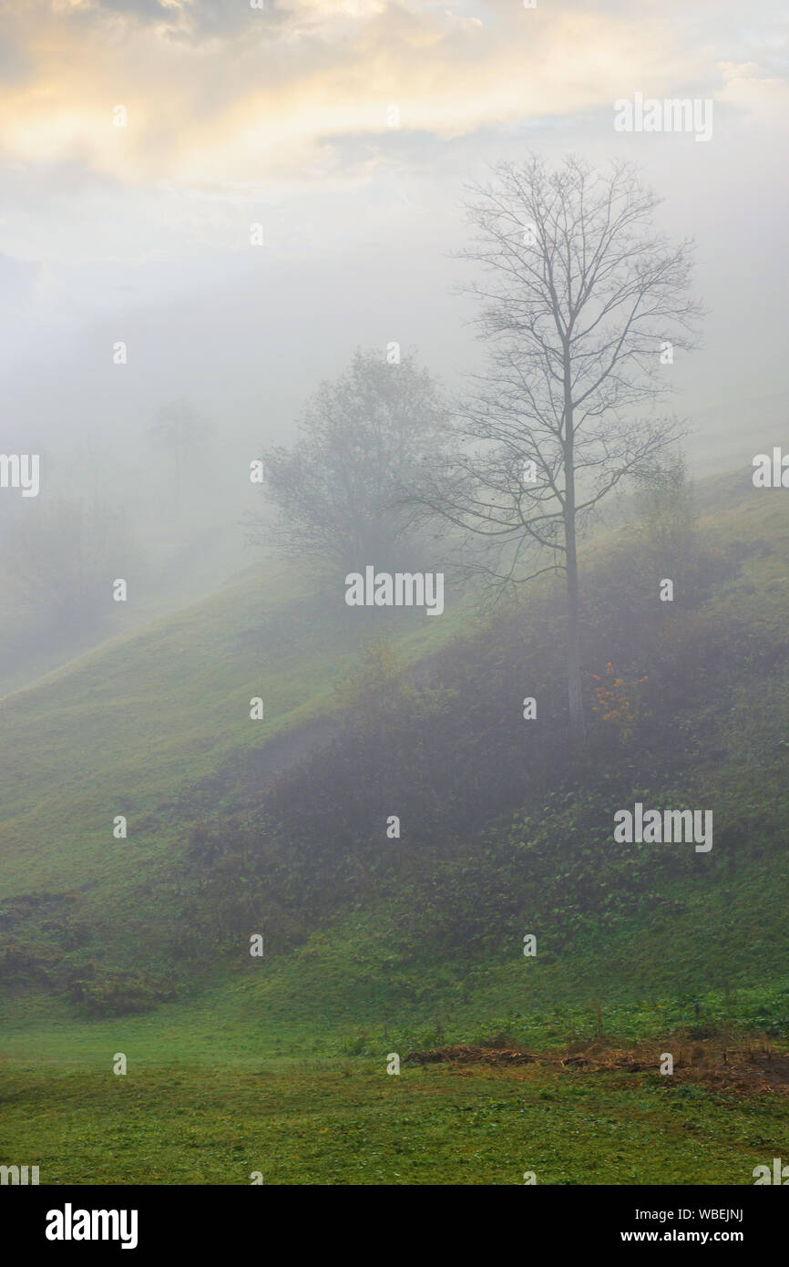 Dichter Nebel im Herbst Landschaft. Bäume auf Hügeln im ländlichen Raum. Sonnenlicht bricht durch. geheimnisvolle Wetter Phänomen Stockfoto
