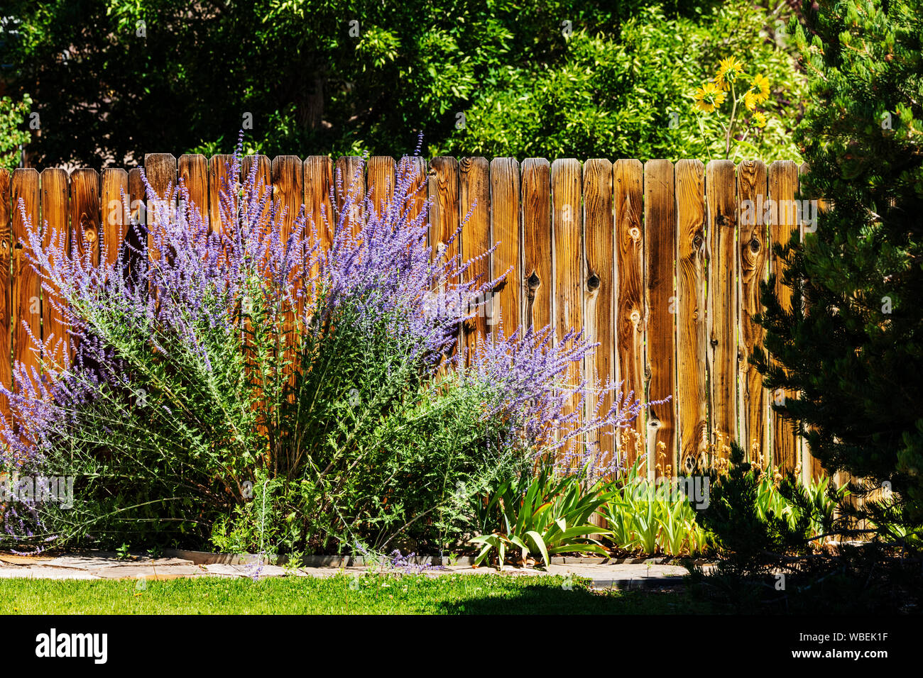 Purple Sage, Salvia dorrii; wachsende Holzstäbchen Zaun; Salida, Colorado, USA Stockfoto