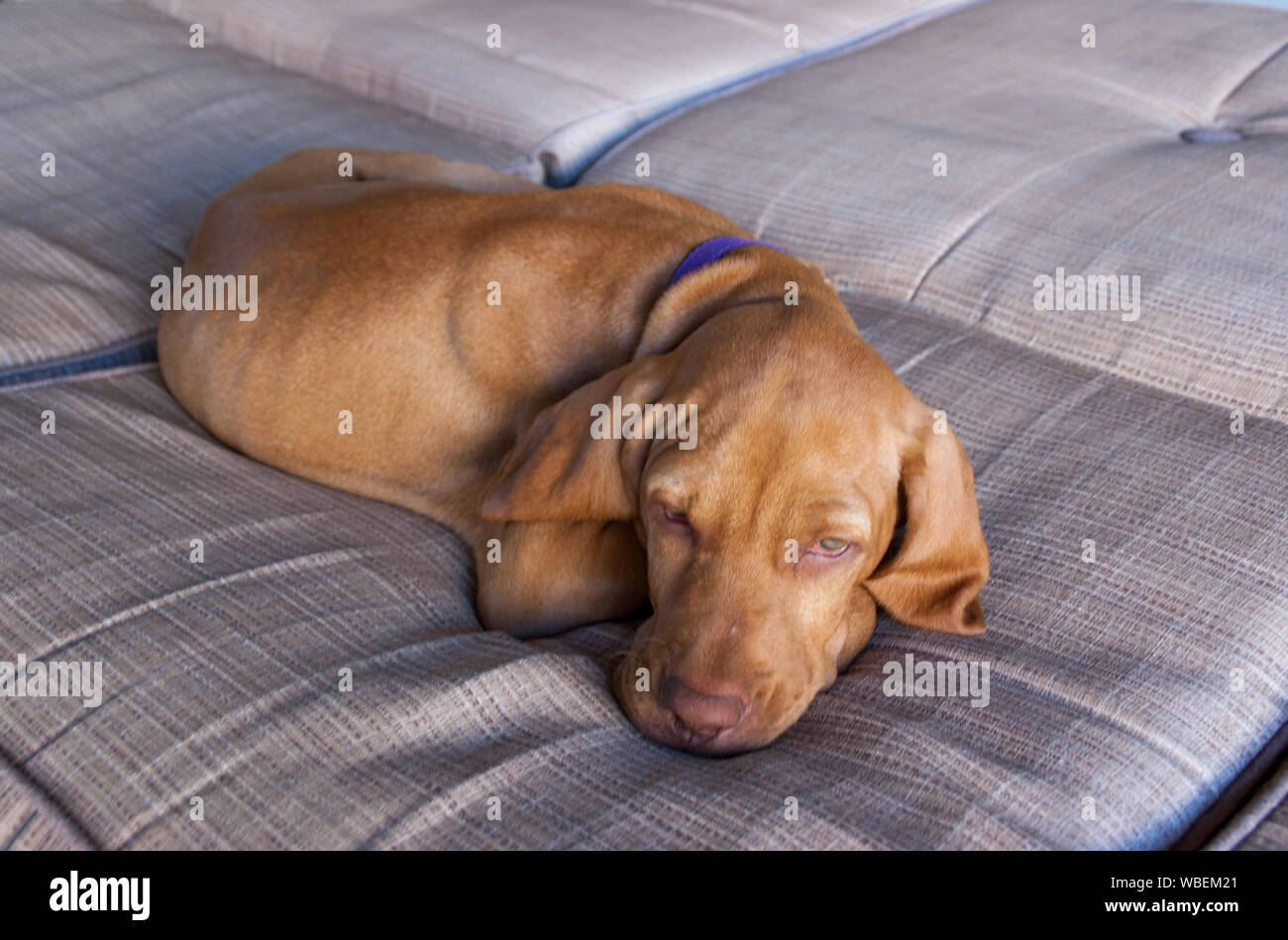 Eine kleine braune Welpen Ungarisch oder Magyar Vizsla und seine Nase, Ohren und Maul bequem schlafen und entspannen in einem braunen Couch Stockfoto