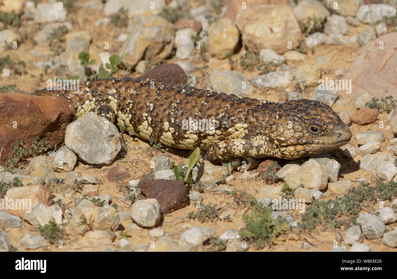 Shingleback lizard, Tiliqua rugosa, auf steinigen Boden im Wilden in Outback Australien Stockfoto