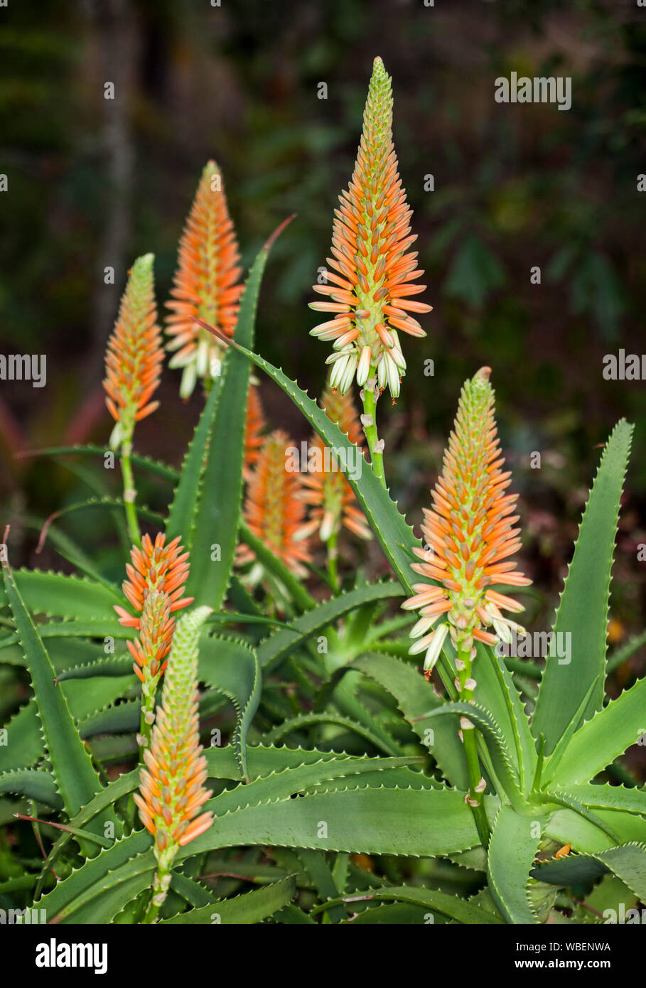 Dürreresistente sukkulente Pflanze, Aloe "Venus", mit Spikes in orange- und cremefarbenen Blüten, die sich aus hellem Grün umrandete stacheligen Blätter Stockfoto
