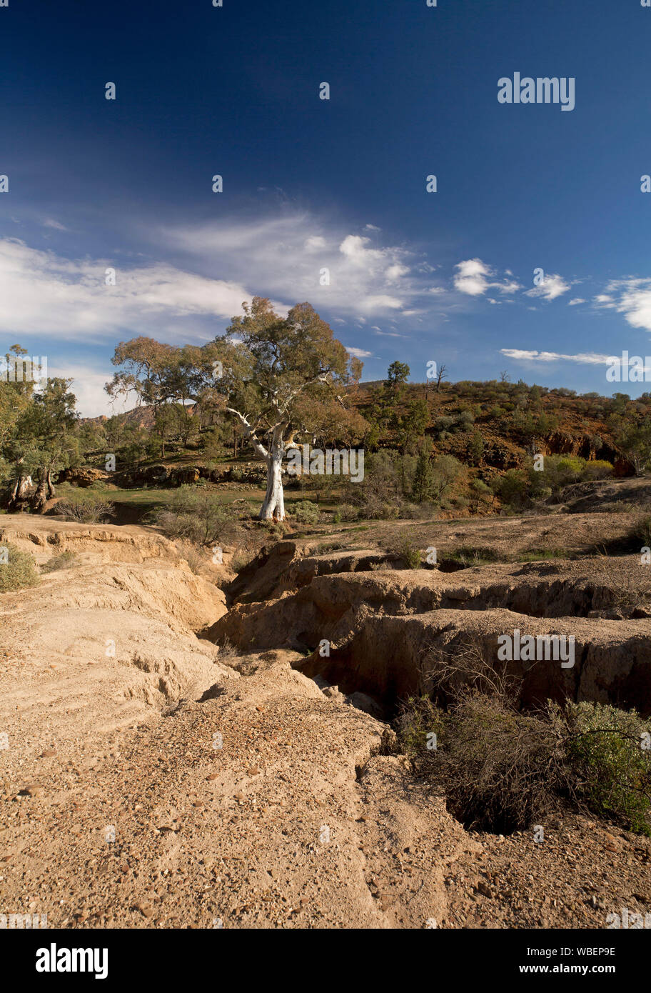 Landschaft mit tiefen und klaffende Risse über den Boden am Fuße der Hügel durch die Erosion durch Wasser, Flinders Ranges National Park Australien Stockfoto