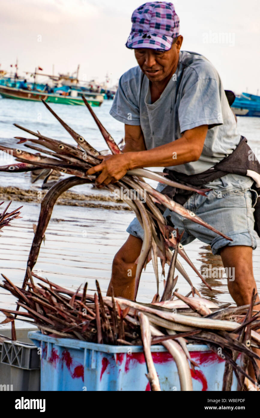 Puerto Lopez - August 19, 2016 - Kommerzielle Fischer Art seinen Fang von Fisch in Körbe Stockfoto
