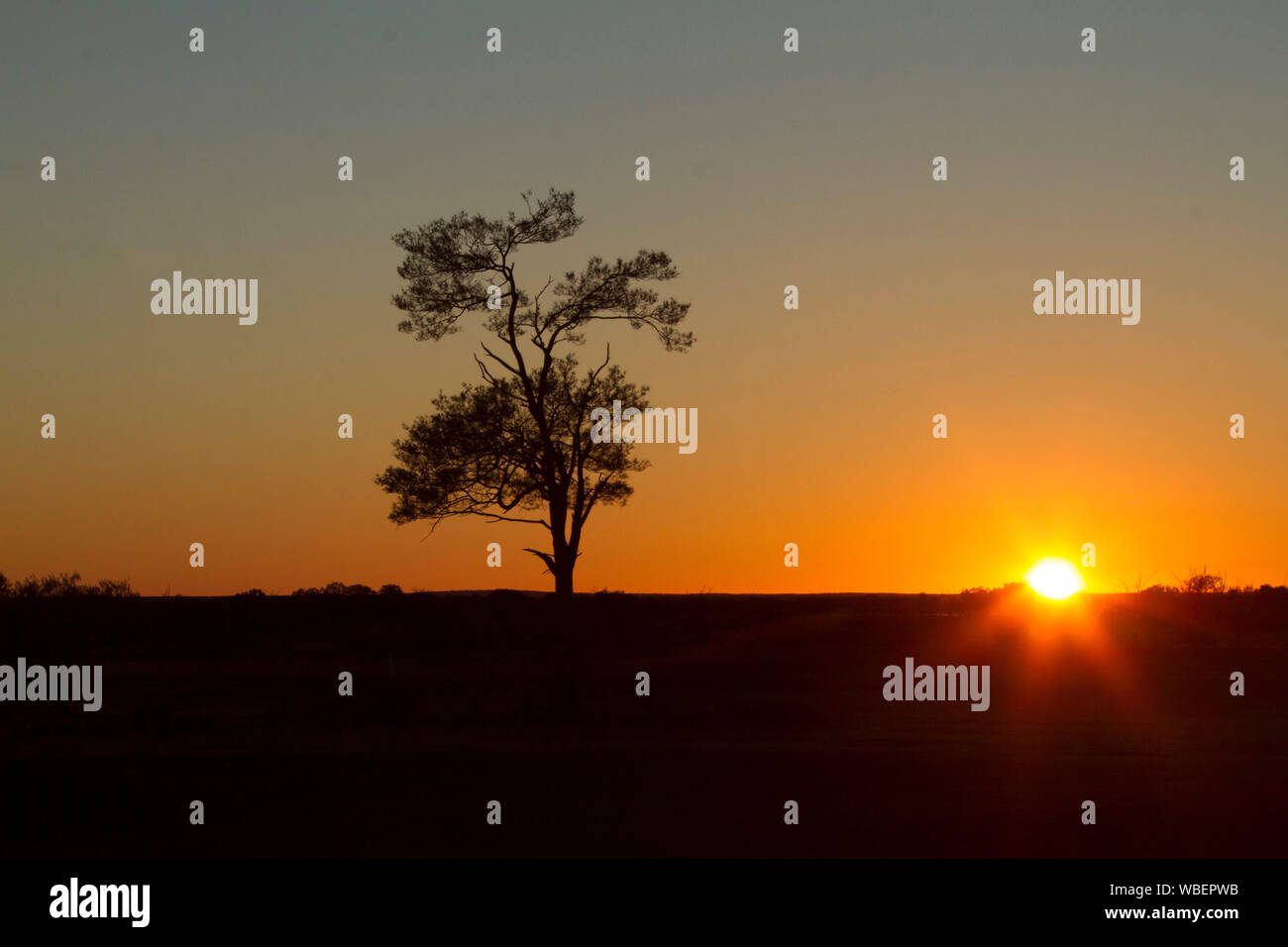 Lebendige golden sunrise mit Sun peering über Horizont und einsamen Baum gegen bunte Himmel im Outback Queensland Australien Silhouette Stockfoto