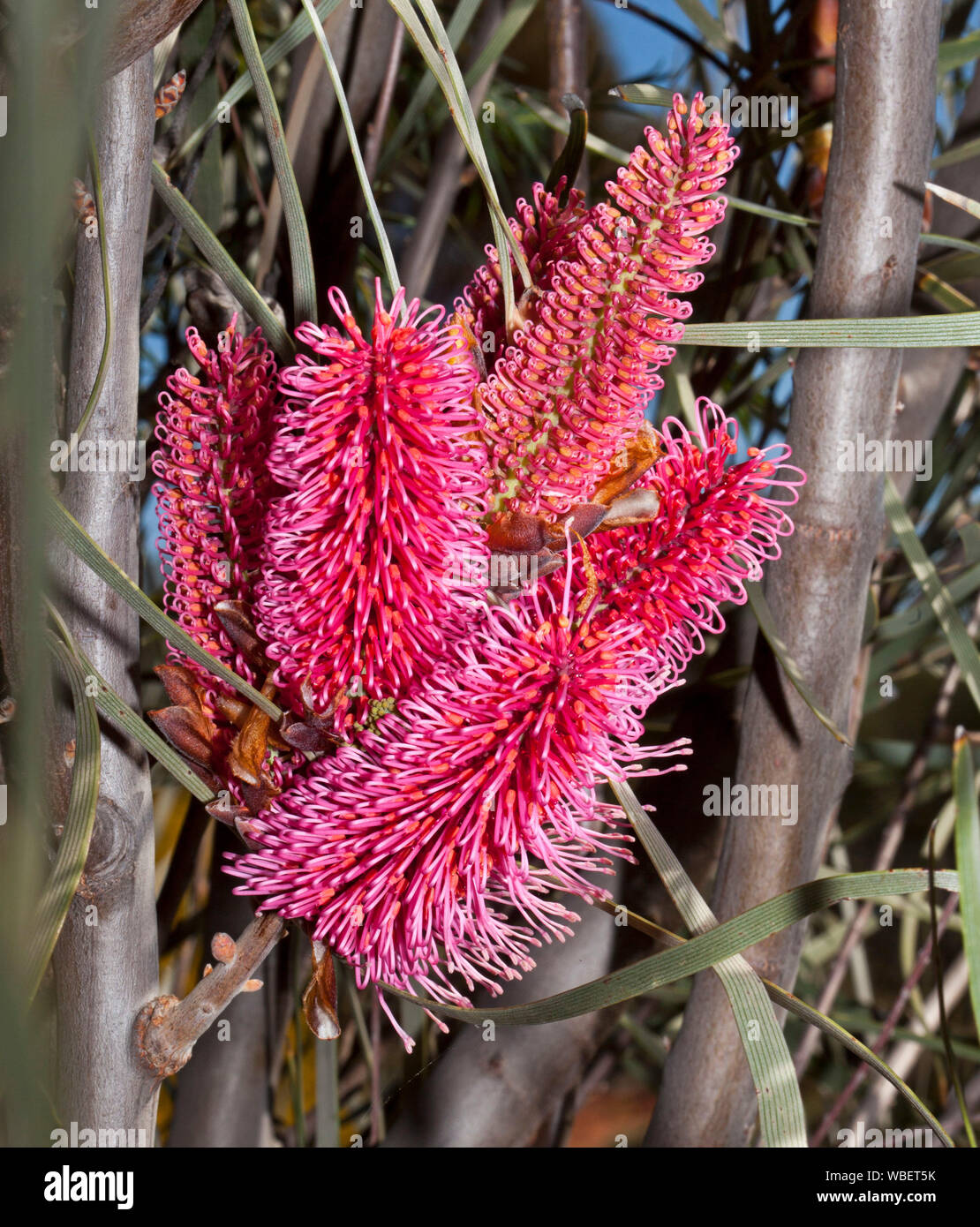 Cluster von spektakulären tief rosa/rot Blumen und grünes Laub von Hakea francisiana, Gras leaved hakea - Australische Wildblumen Stockfoto