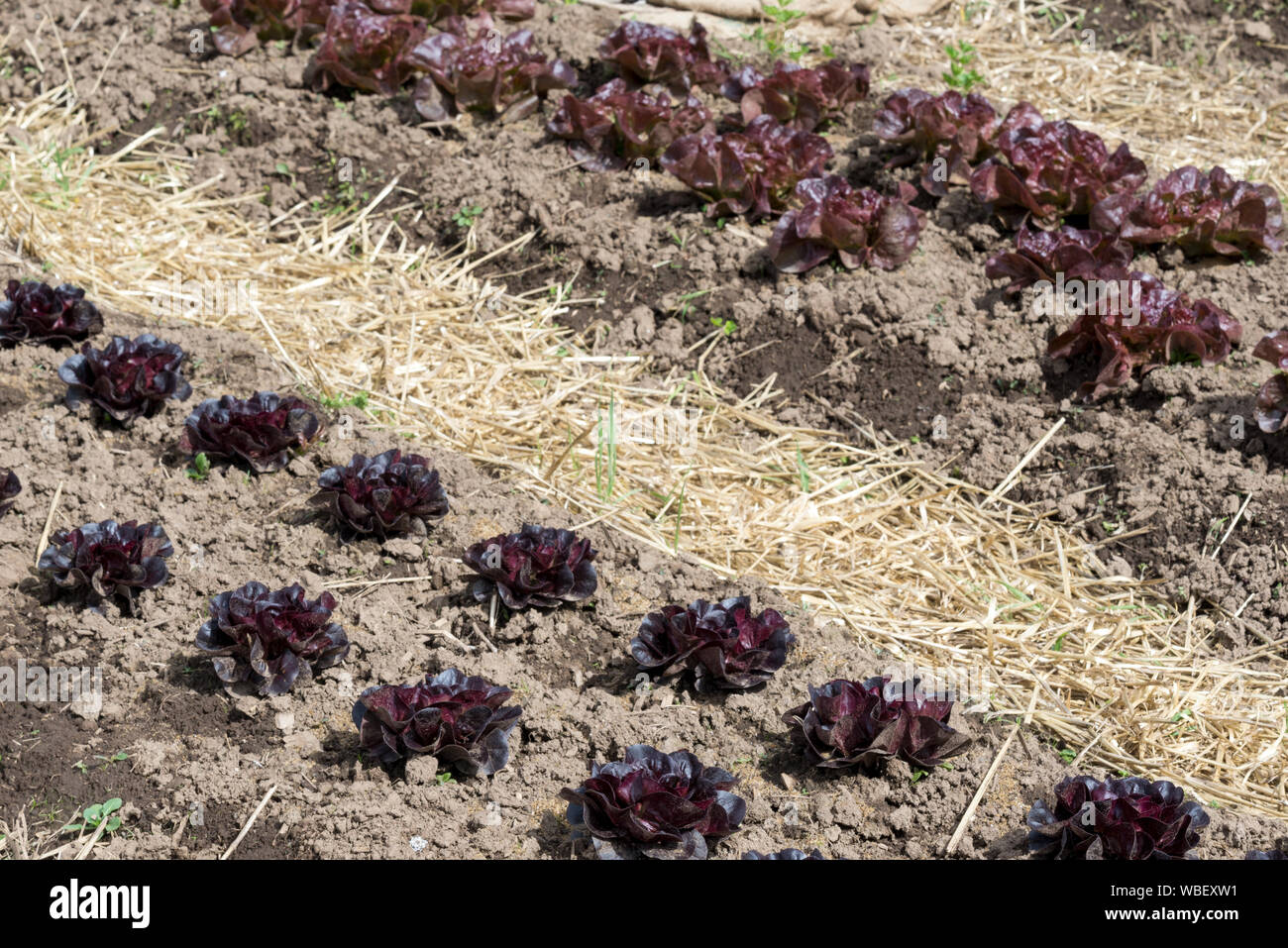 Red butter Salat im Garten Der minam River Lodge wächst in Oregon Wallowa Mountains. Stockfoto