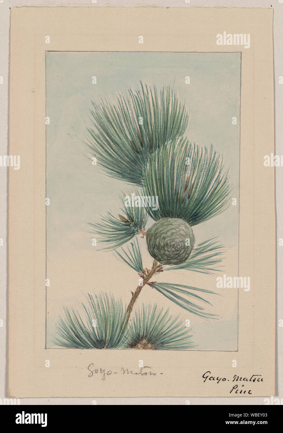 Coinquilino matsu Kiefer Abstract / Medium: 1 Zeichnung: Tinte, Farbe; 14,1 x 9,7 cm (Blatt) Stockfoto