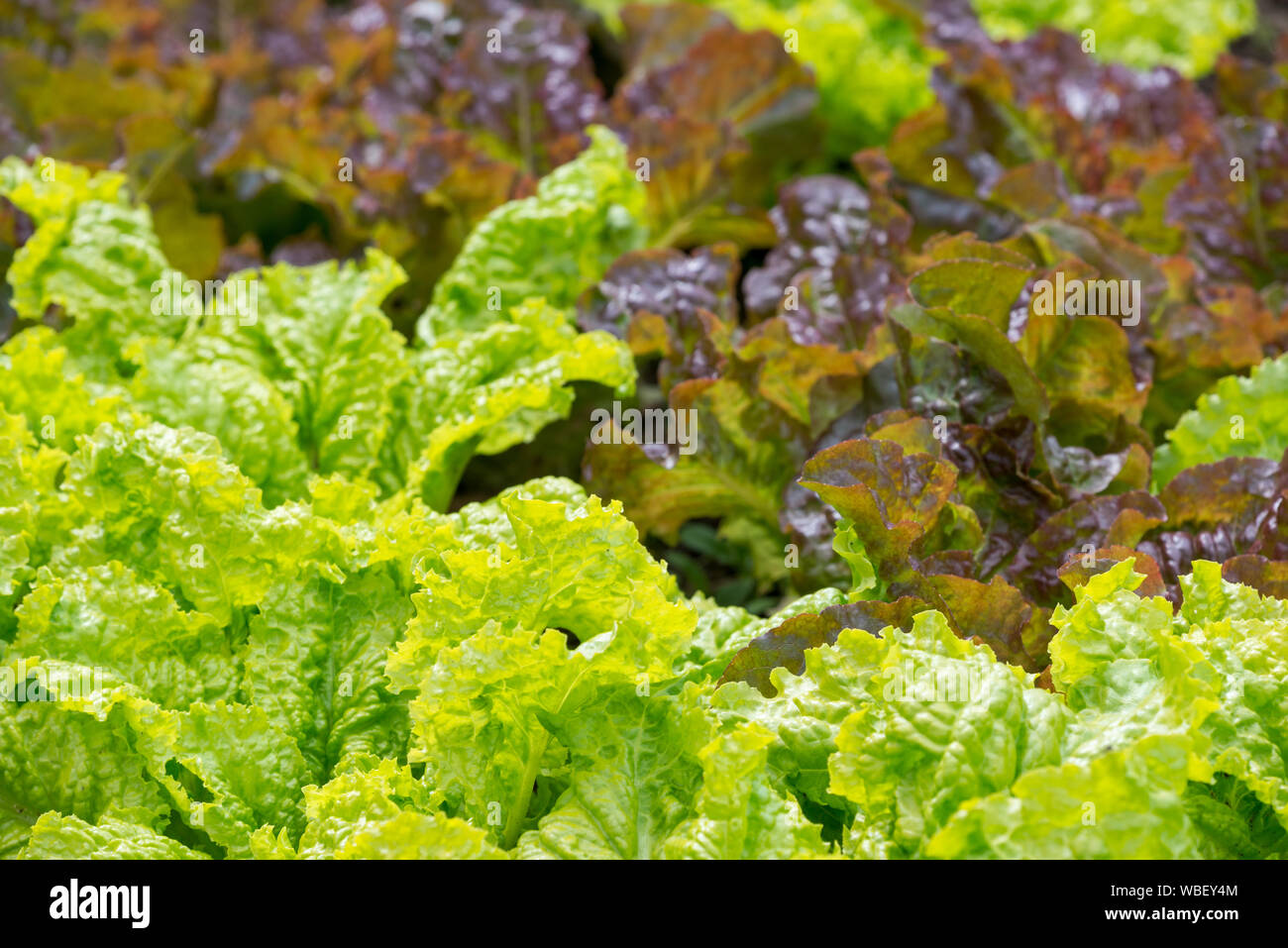 Blatt Kopfsalat wächst im Garten Der minam River Lodge in Oregon Wallowa Mountains. Stockfoto