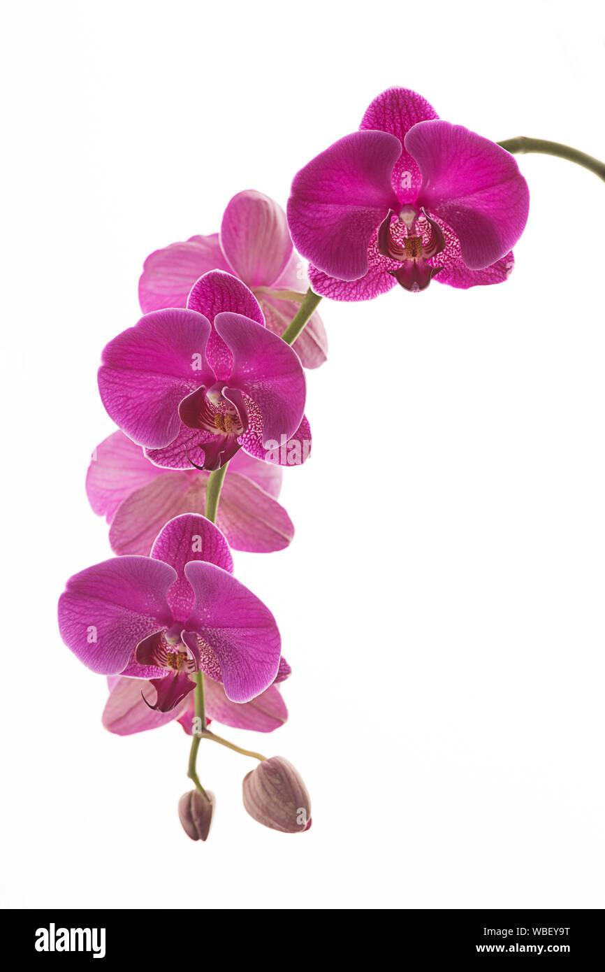 Ein studio Foto der schönen lila Orchidee Blumen gegen einen hellen weißen Hintergrund. Stockfoto