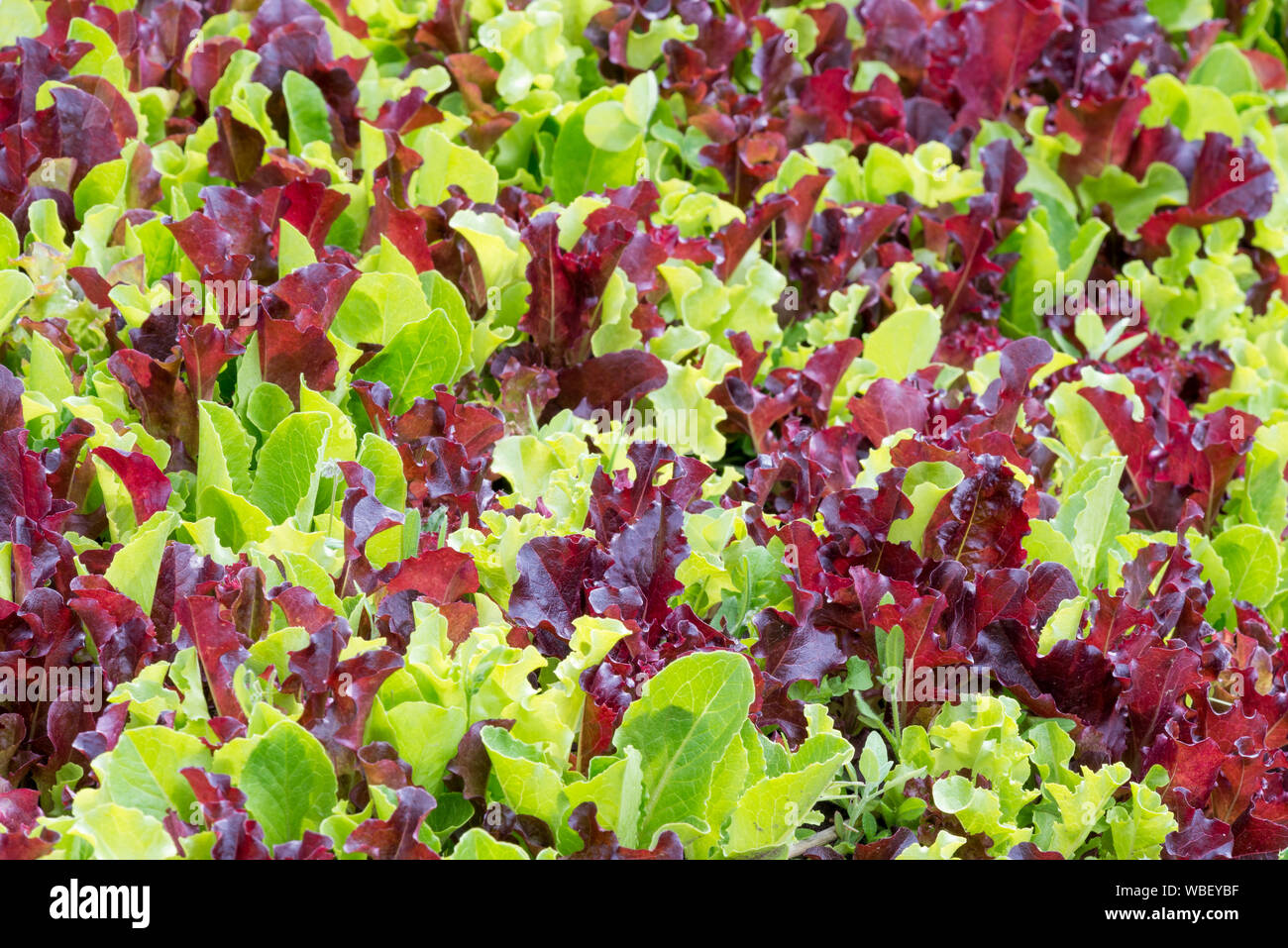 Mesclun mix Salat im Garten Der minam River Lodge wächst in Oregon Wallowa Mountains. Stockfoto