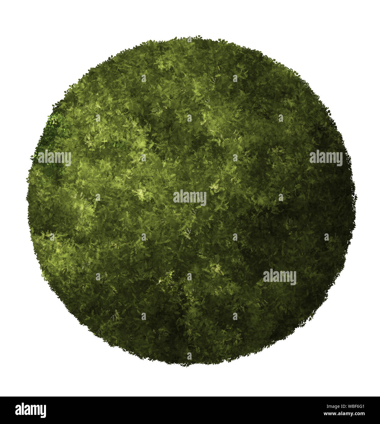 Anlage Kugel grüne Farbe. 3D-Darstellung machen. Weißer Hintergrund isolieren. Natur und Gärten Design. Stockfoto