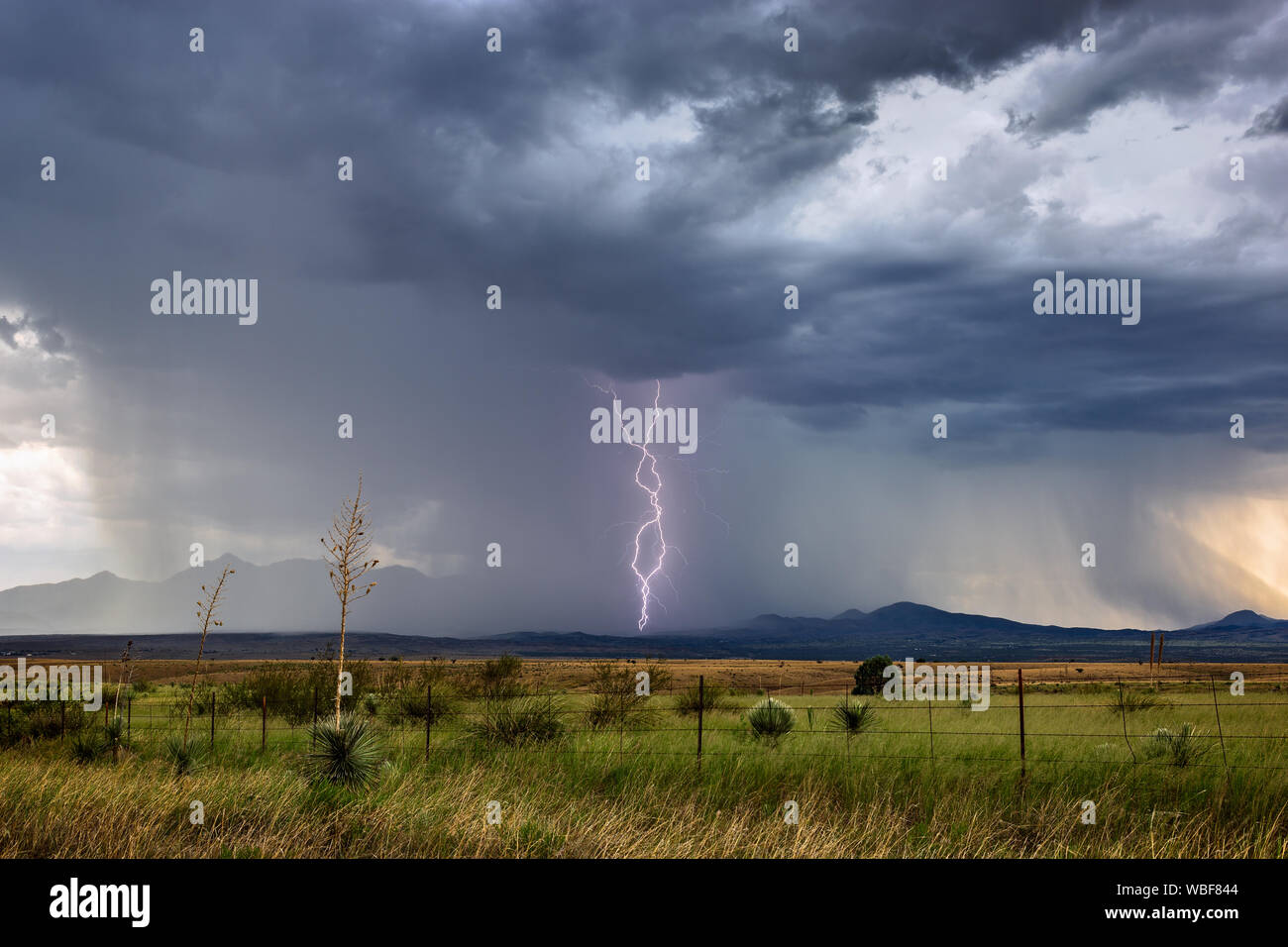 Blitzschläge treffen bei einem Monsun-Gewitter in der Nähe von Sonoita, Arizona, ein Stockfoto