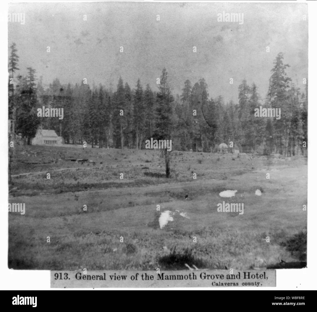 Allgemeine Ansicht der Mammuts Grove und Hotel, Calaveras County Abstract / Medium: 1 Foto: die Hälfte stereograph, eiweißstoff. Stockfoto