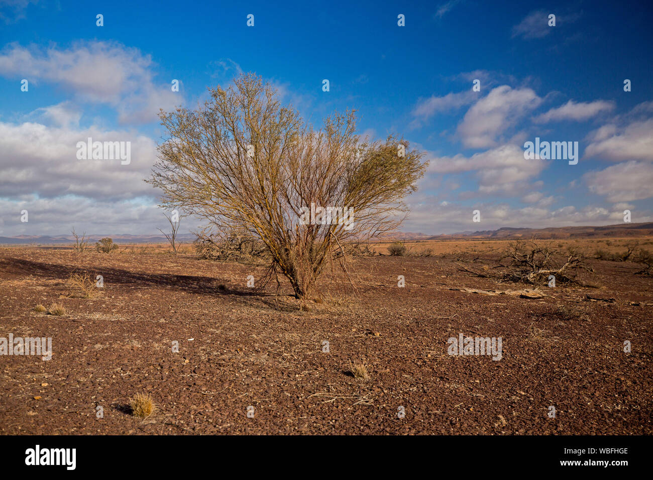 Arid Australian Outback Landschaft mit kargen rote Erde der Ebenen, einsamen niedrigen Baum während der Dürre, und Flinders Ranges in der Entfernung unter blauem Himmel Stockfoto
