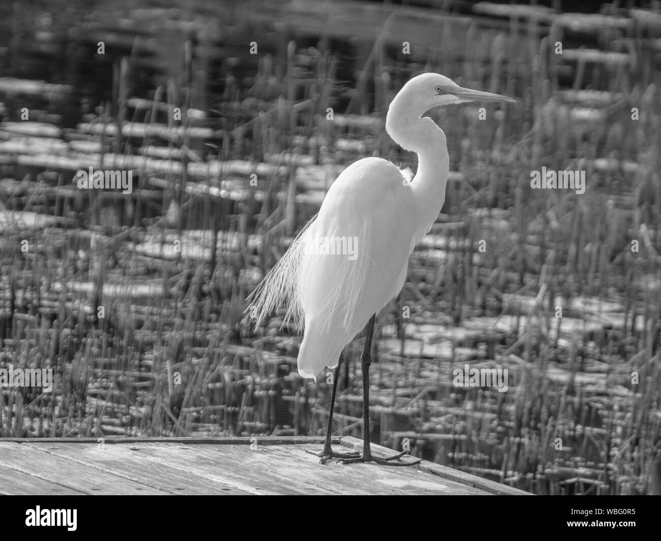 Monochrom wie ein weißer Great Eastern Egret, dieser große, elegante Vogel frisst Insekten und kleine Wassertiere, die er im Wasser findet Stockfoto