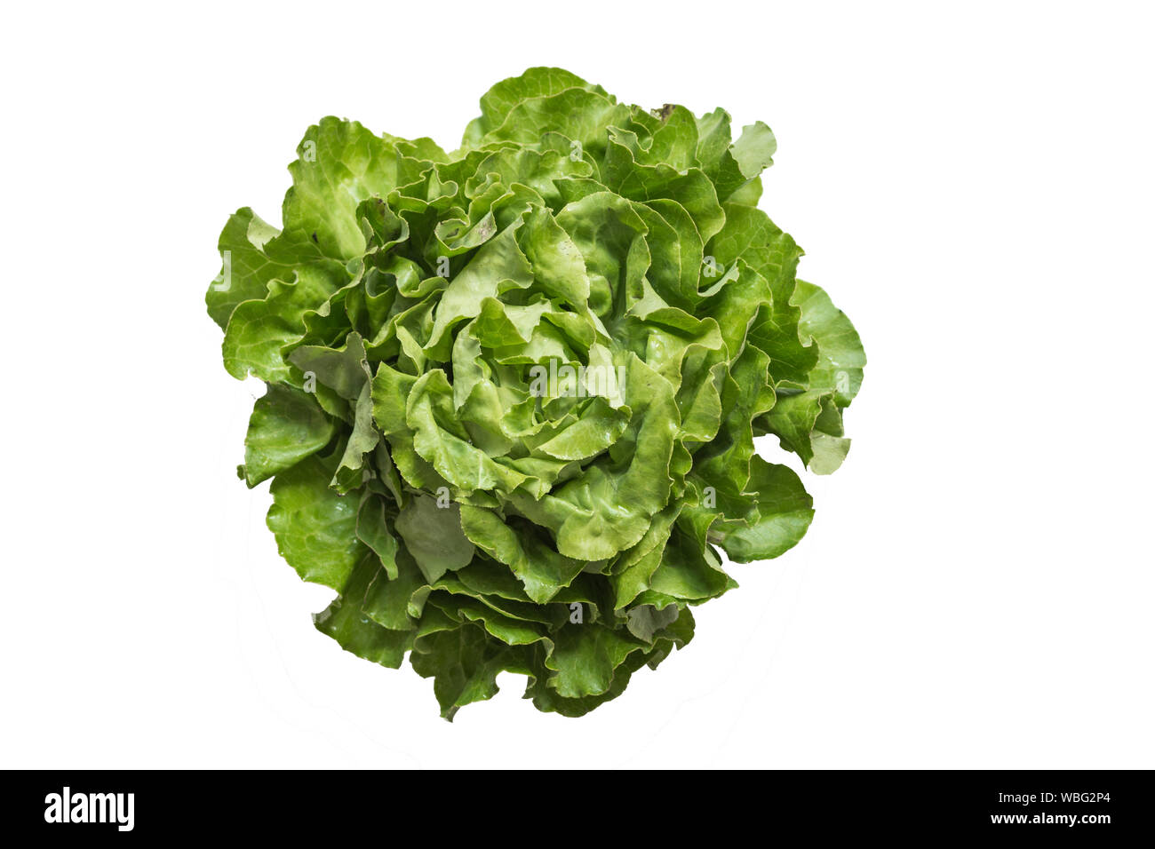 Reif organischer grüner Salat Romano isoliert auf weißem Hintergrund. Frischer Salat Salat Kopfsalat. Stockfoto