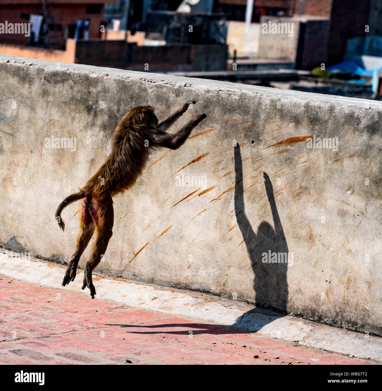 Der Affe springt auf eine Wand in Delhi, Indien Stockfoto