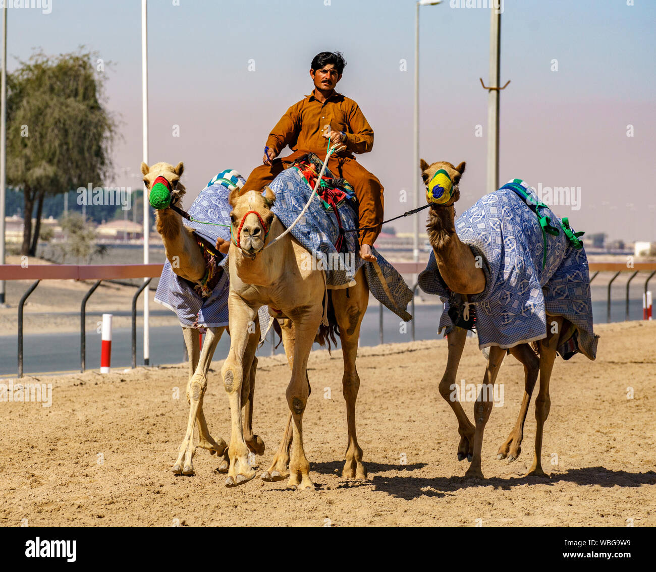 Dubai, VAE, Mar 21, 2018 - der Mensch ist seine Kamele Abkühlung nach dem Training zum Rennen Stockfoto