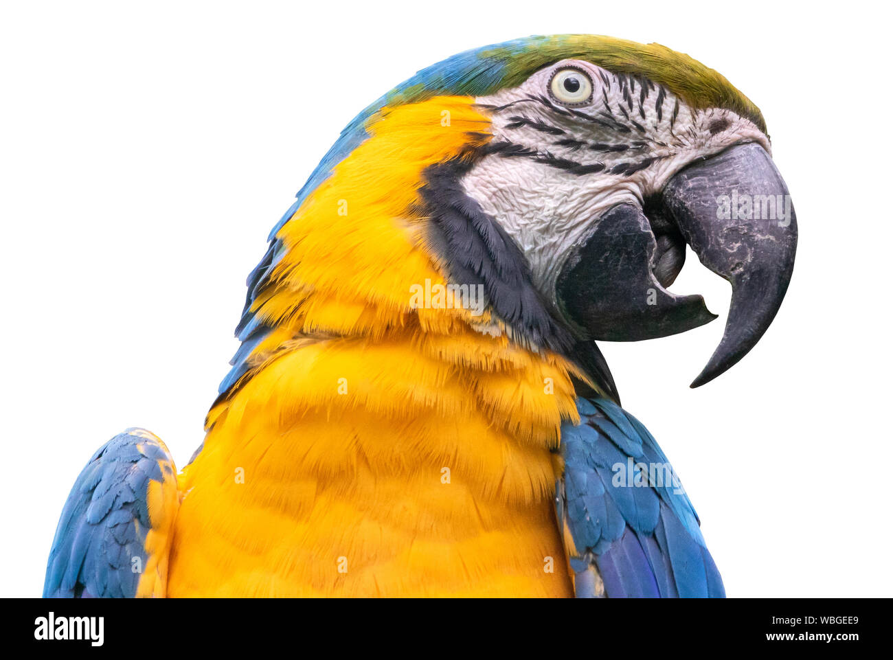 Blau-gelbe Ara - auf weißem Hintergrund Stockfoto