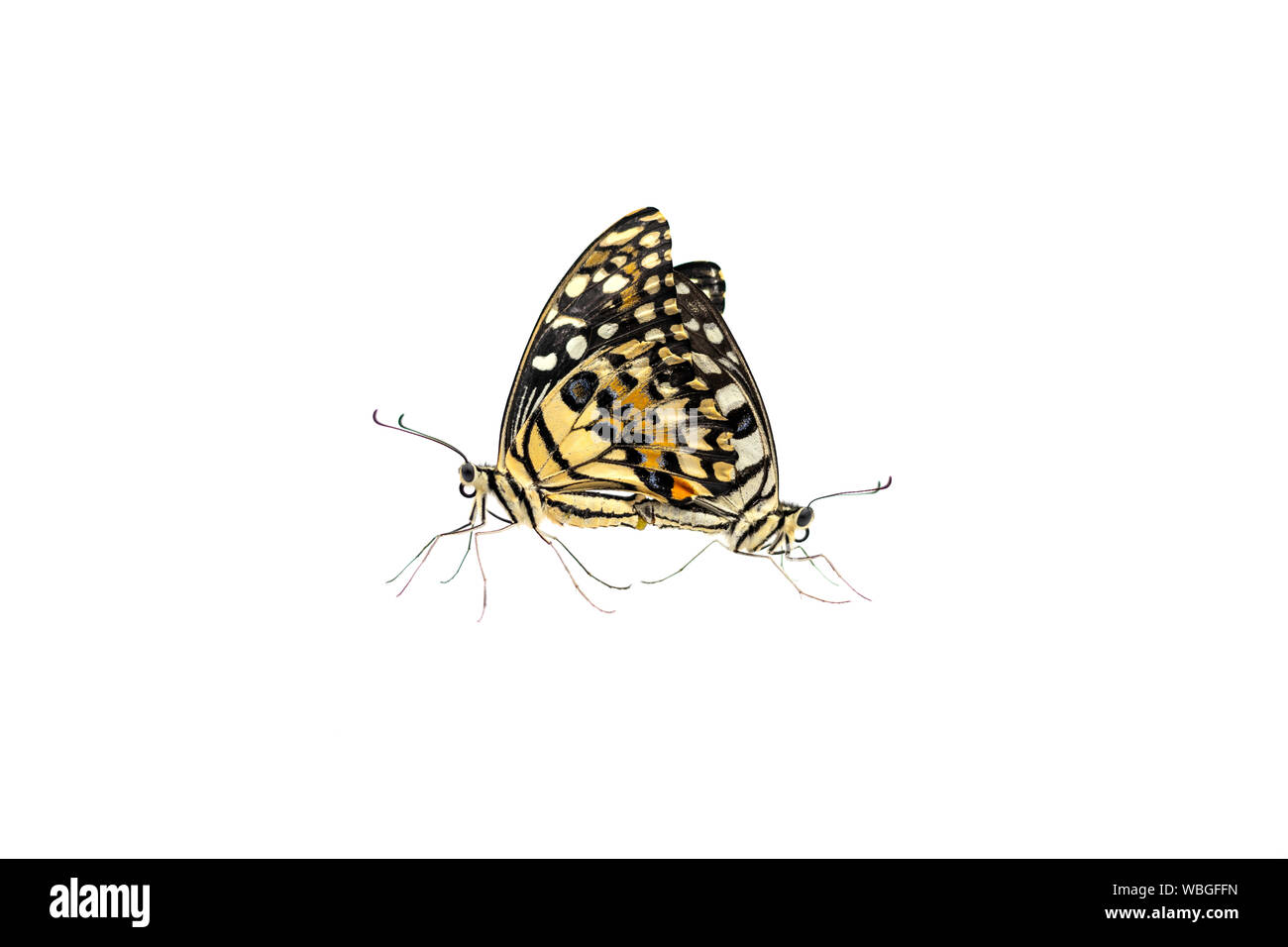Zwei schöne Limette oder Zitrone Schmetterling Zucht auf weißem Hintergrund mit Freistellungspfad isoliert. Stockfoto