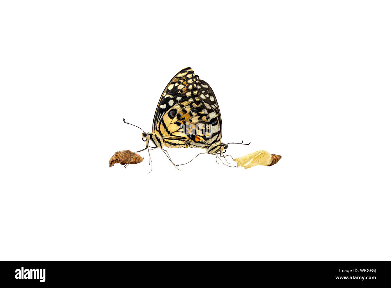 Zwei schöne Limette oder Zitrone Schmetterling Zucht auf weißem Hintergrund mit Freistellungspfad isoliert. Stockfoto