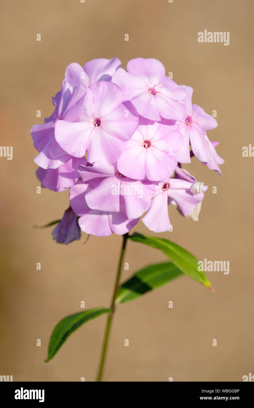 In der Nähe von rosa-weißen Blüten der Phlox paniculata 'Pink Lady. auf braunem Hintergrund isoliert Stockfoto